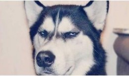 哈士奇海绵爆料视频大全,萌宠欢乐时刻